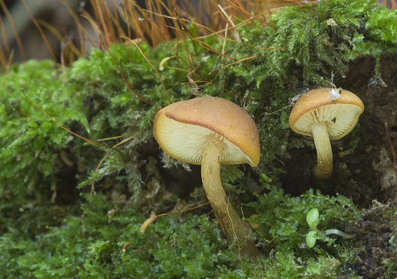 Gymnopilus bellulus